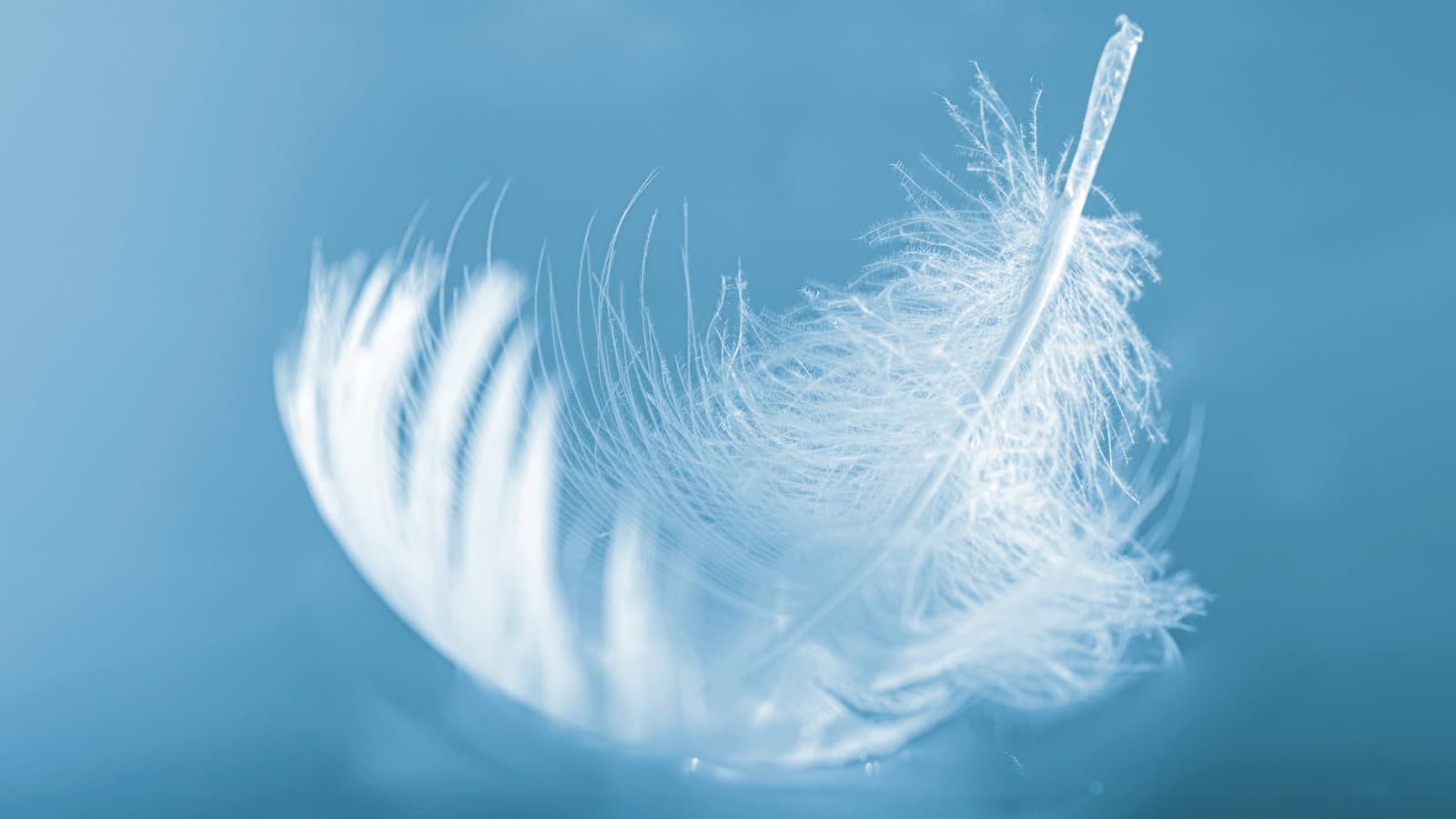 Пір'я на воді Пір'я на воді