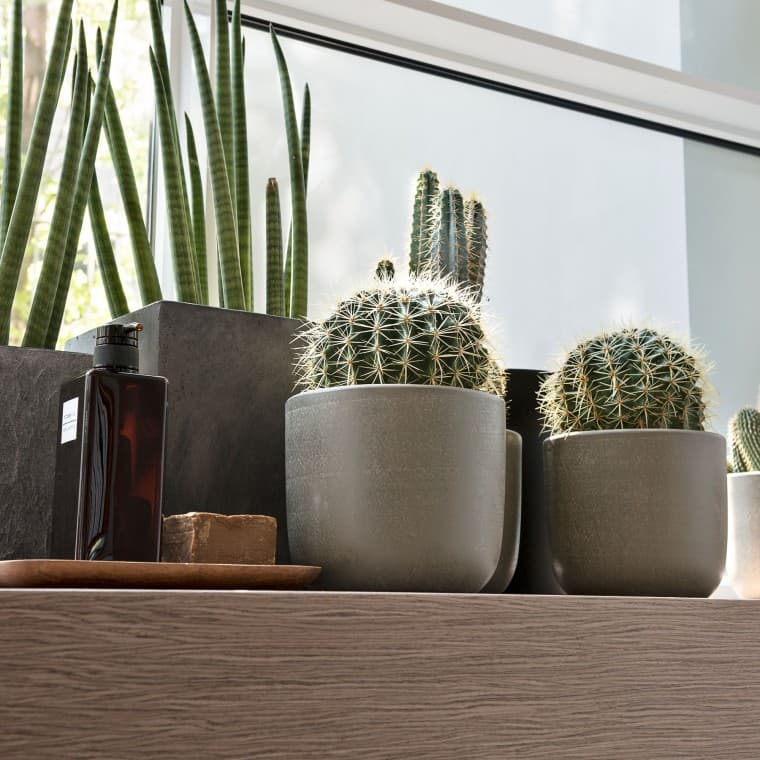 Різні рослини на підвіконні Різні рослини на підвіконні